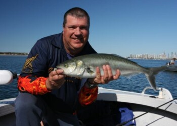 Salmon invade the north